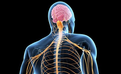 Figur af en mands hjerne og rygmarvsnerver som har amyotrofisk lateral sklerose